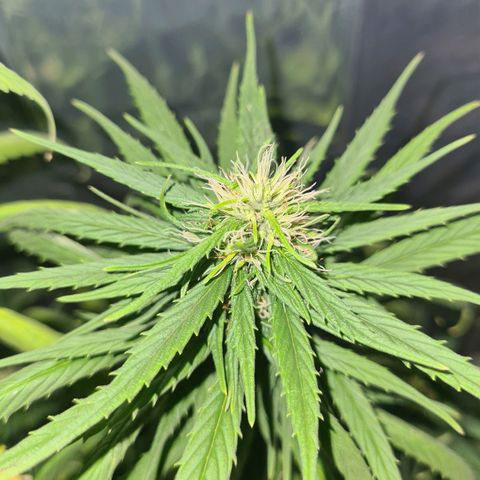 Flor 2 growlog timeline photo