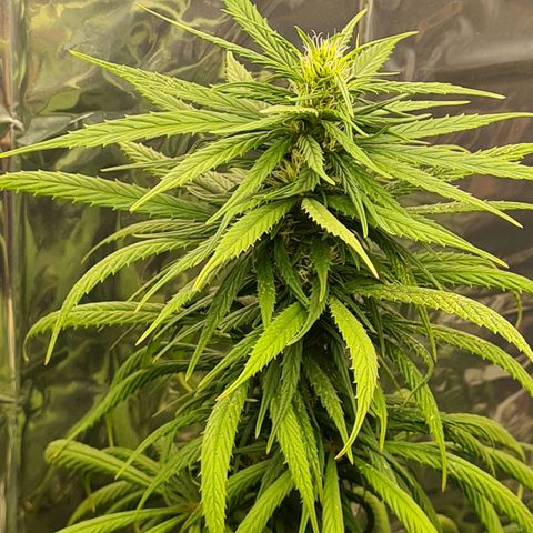 Flor 2 growlog timeline photo