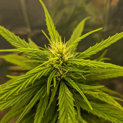 Flor 2 growlog timeline photo