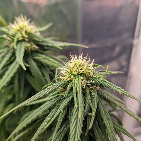 Flor 2 growlog timeline photo