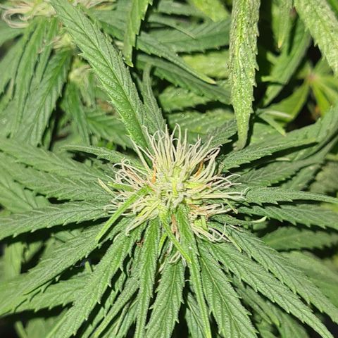 Flor 2 growlog timeline photo