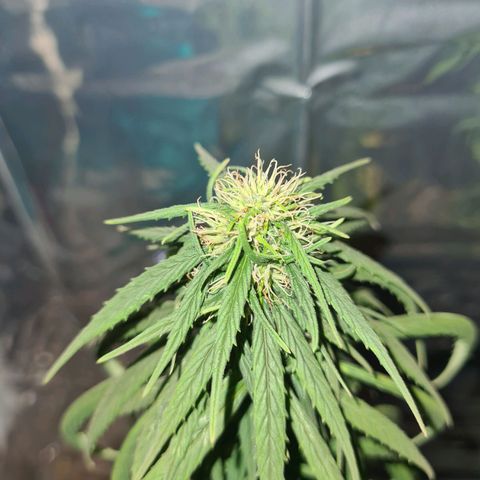 Flor 2 growlog timeline photo