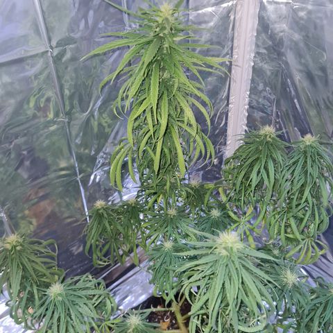 Flor 2 growlog timeline photo