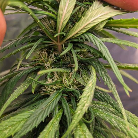 Flor 2 growlog timeline photo