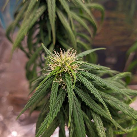 Flor 2 growlog timeline photo