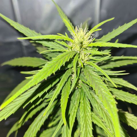 Flor 2 growlog timeline photo
