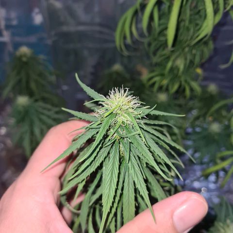 Flor 2 growlog timeline photo