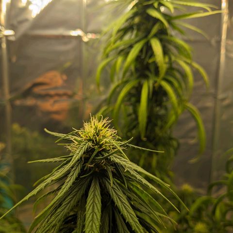 Flor 2 growlog timeline photo