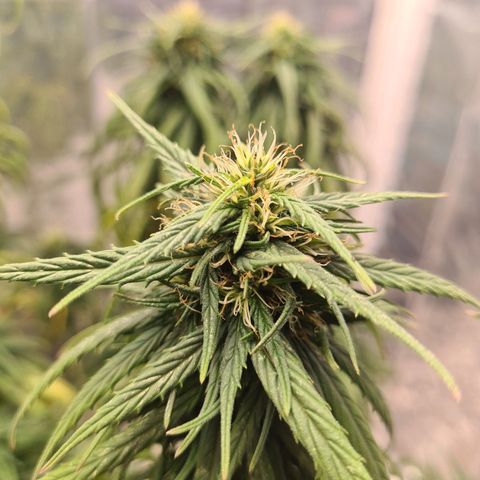 Flor 2 growlog timeline photo