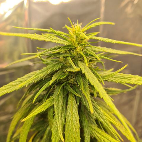 Flor 2 growlog timeline photo