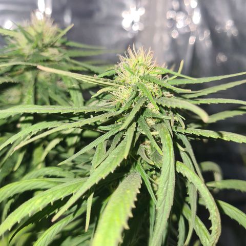 Flor 2 growlog timeline photo