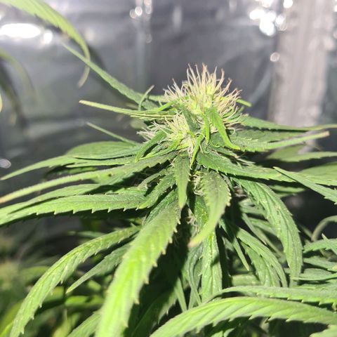 Flor 2 growlog timeline photo