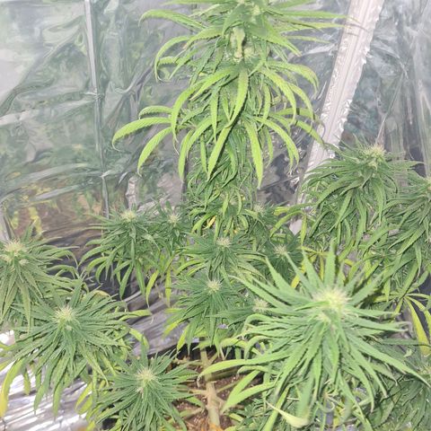 Flor 2 growlog timeline photo