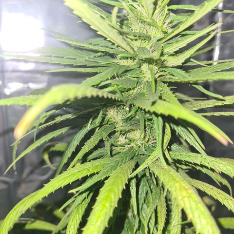 Flor 2 growlog timeline photo