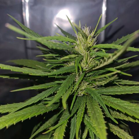 Flor 2 growlog timeline photo