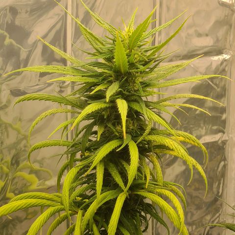 Flor 2 growlog timeline photo