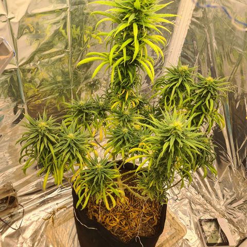 Flor 2 growlog timeline photo