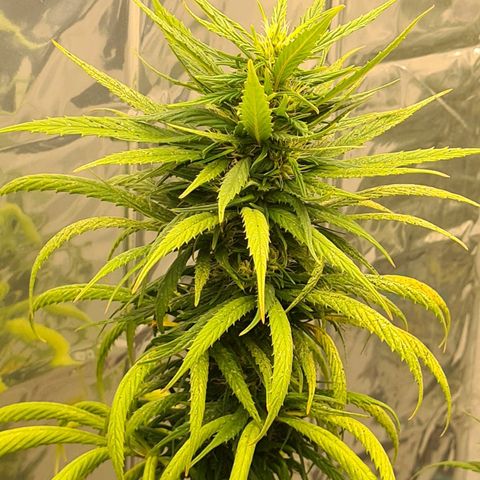 Flor 2 growlog timeline photo
