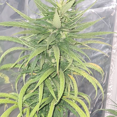 Flor 2 growlog timeline photo