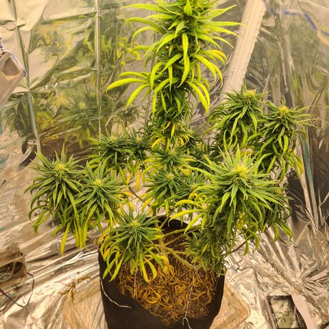Flor 2 growlog timeline photo