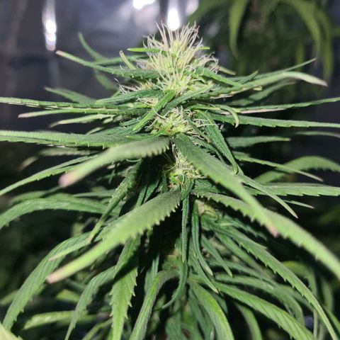 Flor 2 growlog timeline photo