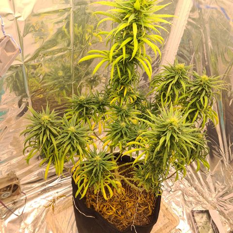 Flor 2 growlog timeline photo