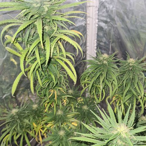 Flor 2 growlog timeline photo