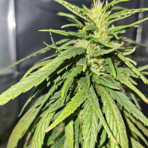 Flor 2 growlog timeline photo
