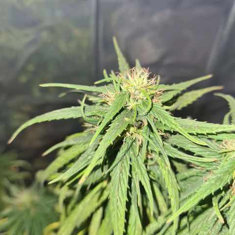 Flor 2 growlog timeline photo