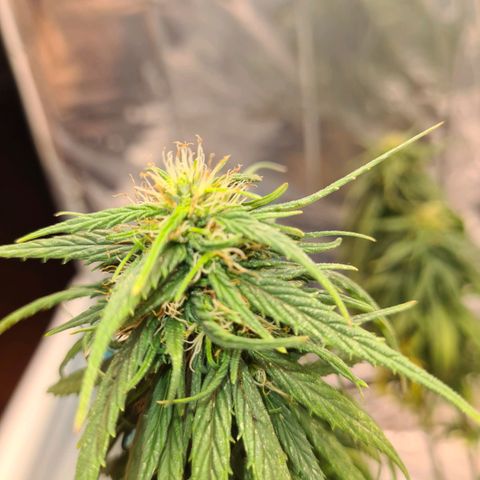 Flor 2 growlog timeline photo