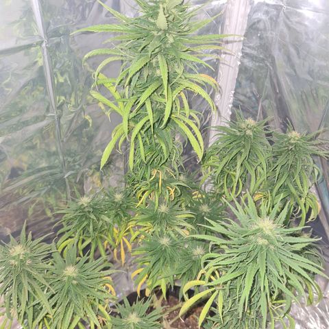 Flor 2 growlog timeline photo