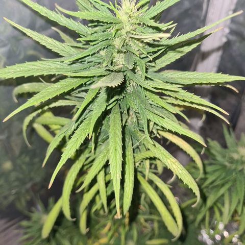 Flor 2 growlog timeline photo