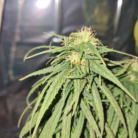 Flor 2 growlog timeline photo