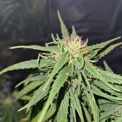 Flor 2 growlog timeline photo