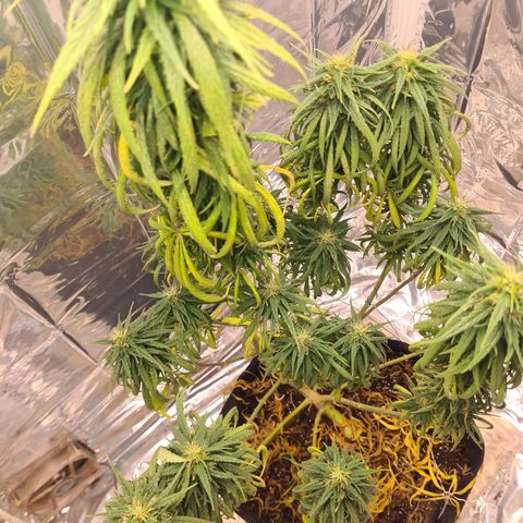 Flor 2 growlog timeline photo