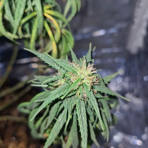 Flor 2 growlog timeline photo