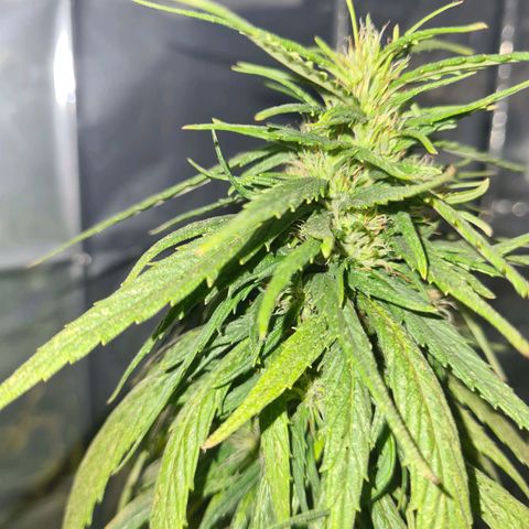 Flor 2 growlog timeline photo