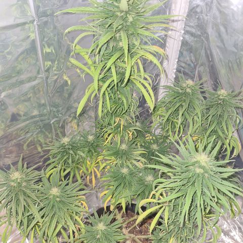 Flor 2 growlog timeline photo