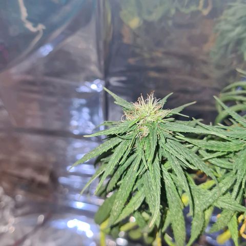 Flor 2 growlog timeline photo