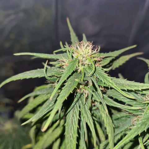 Flor 2 growlog timeline photo