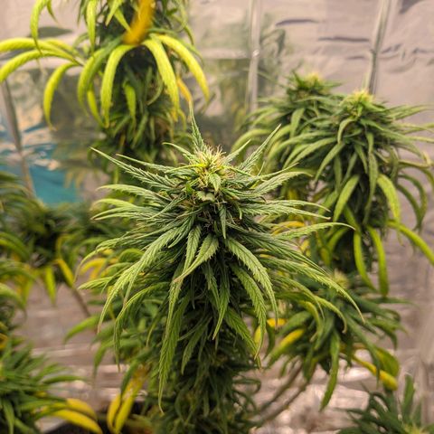 Flor 2 growlog timeline photo