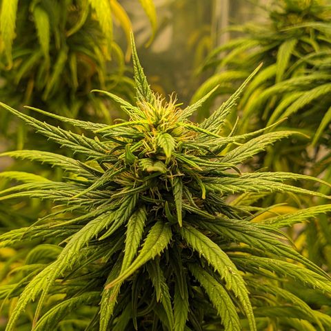 Flor 2 growlog timeline photo