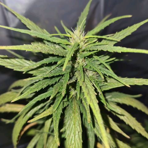 Flor 2 growlog timeline photo