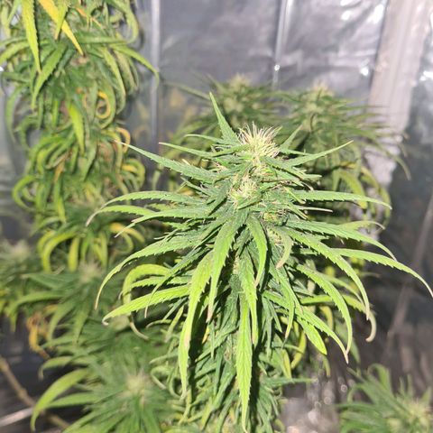 Flor 2 growlog timeline photo