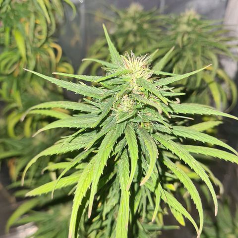 Flor 2 growlog timeline photo