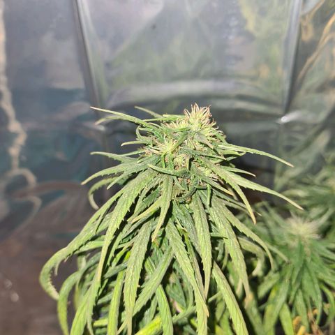 Flor 2 growlog timeline photo