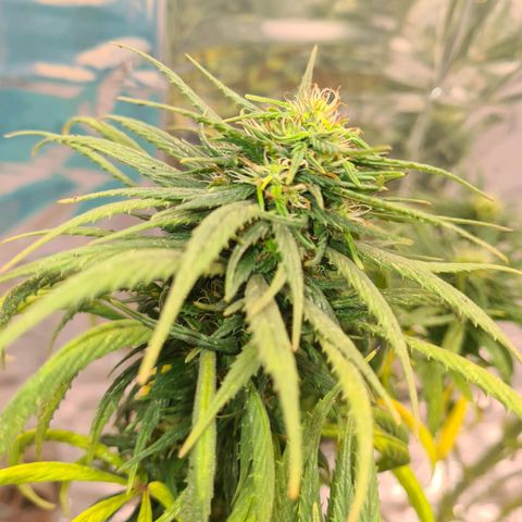 Flor 2 growlog timeline photo