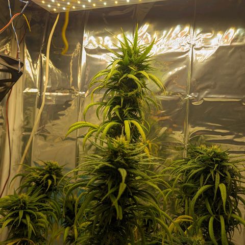 Flor 2 growlog timeline photo