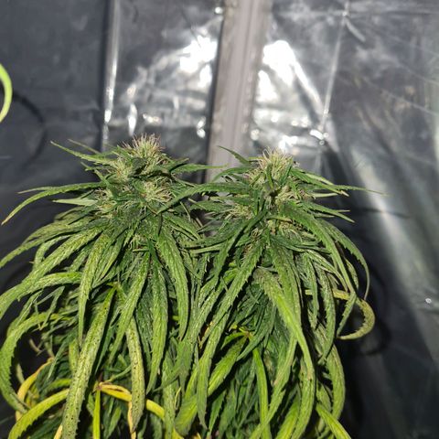 Flor 2 growlog timeline photo
