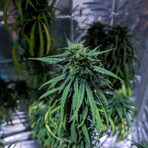 Flor 2 growlog timeline photo